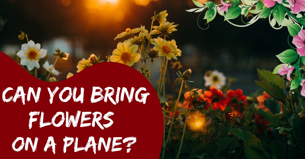 Can You Bring Flowers On A Plane? Detailed TSA Guide